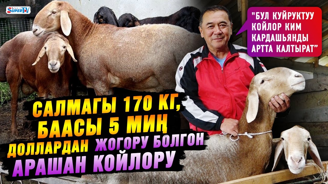 Салмагы 170 кг, баасы 5 миң доллардан жогору болгон Арашан койлору