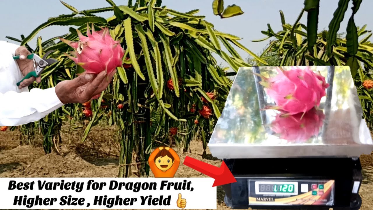 भारत में सबसे ज्यादा उपज देने वाली Dragon Fruit Variety|Higher Size and Aggressive Growth Variety