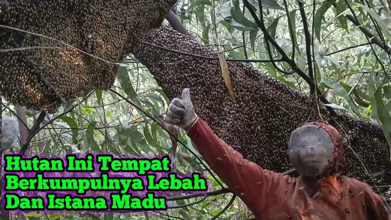 Hutan Ini Laksana Istana Madu #bee #honey #panenmaduhutan #lebah #hutan #alam #extreme #viral