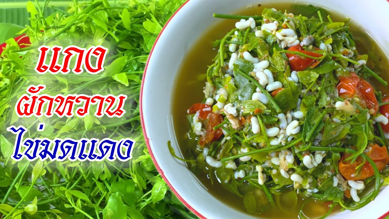 แกงผักหวาน ใส่ไข่มดแดง สูตรคนเหนือ |@Cudtedkheakhraw Ep.119