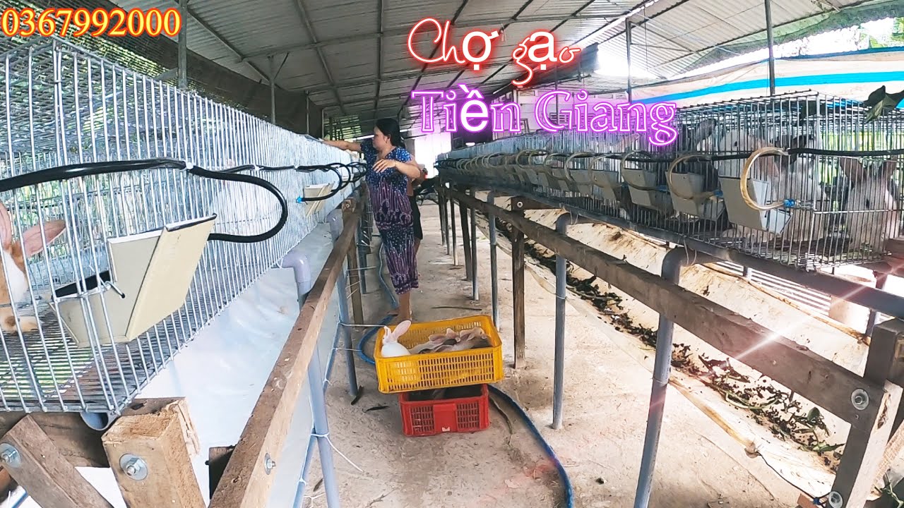 Mô hình nuôi thỏ quá chất lượng, cái chuồng khá cao/ nhập thỏ giống siêu đẹp