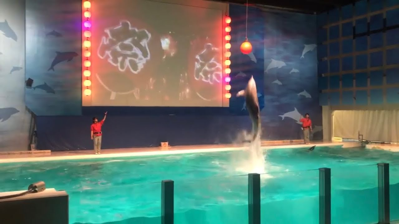 【35周年】浅虫水族館 イルカパフォーマンスショー 2018年5月3日