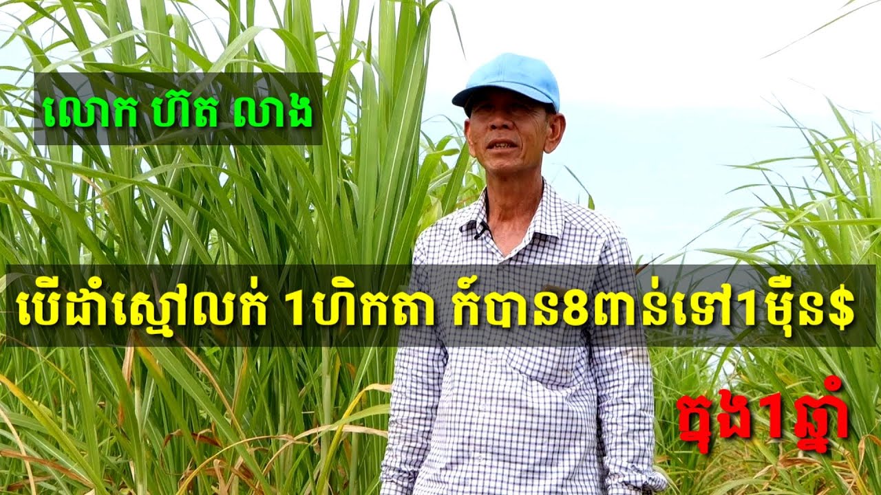 លោក ហ៊ត លាង បើដាំស្មៅលក់ 1ហិកតា ក៍បាន8ពាន់ទៅ1ម៉ឺនដុល្លារ ក្នុង1ឆ្នាំ