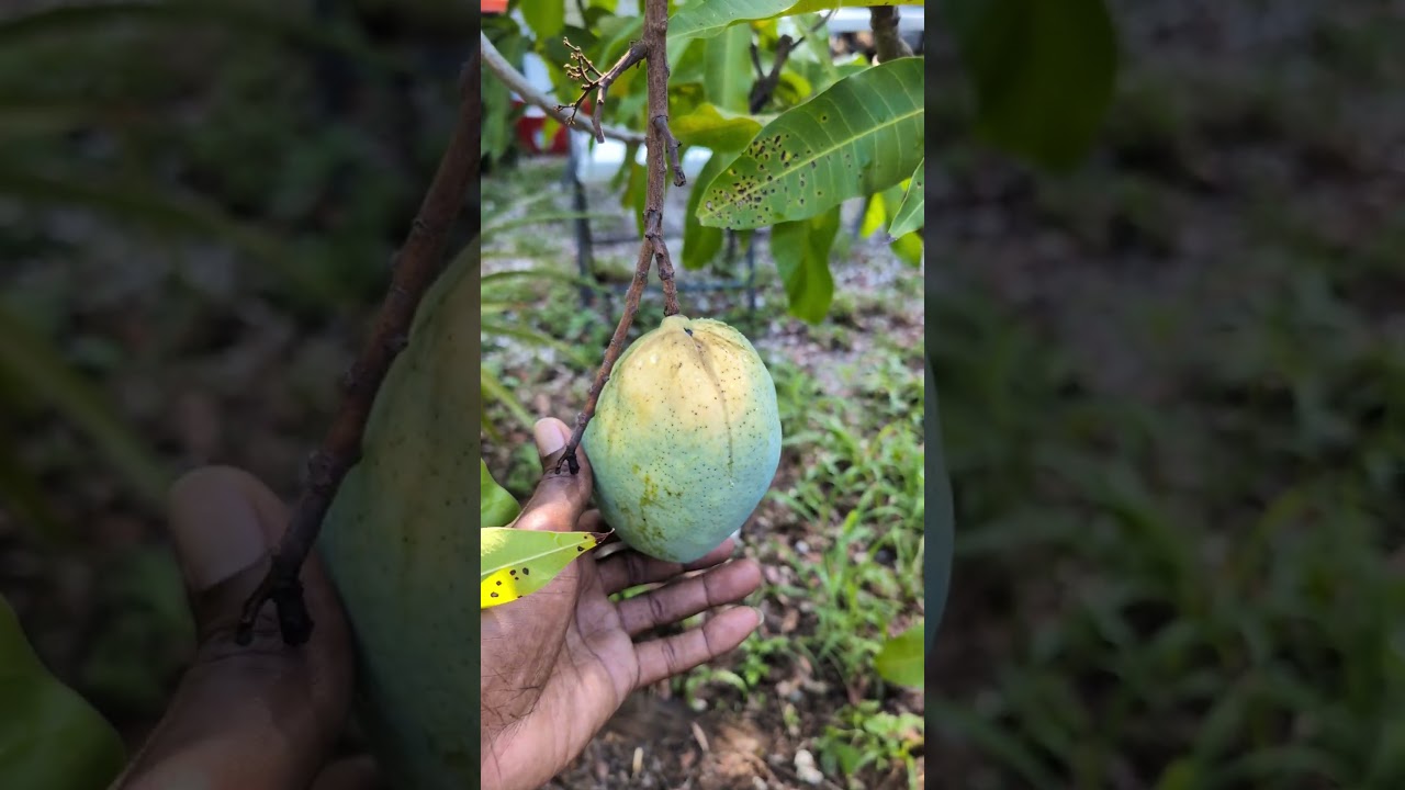 Coconut cream mango