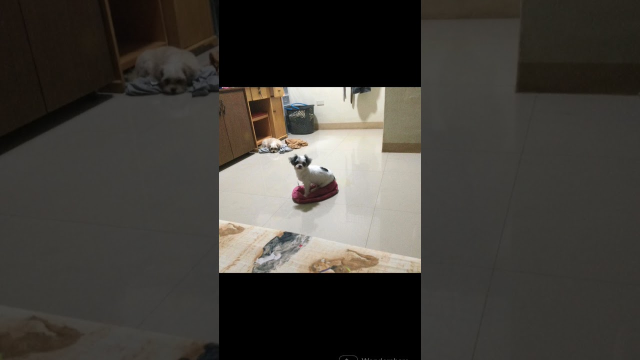 Life with Dogs | Unconditional Love #furparent #dog #doglife