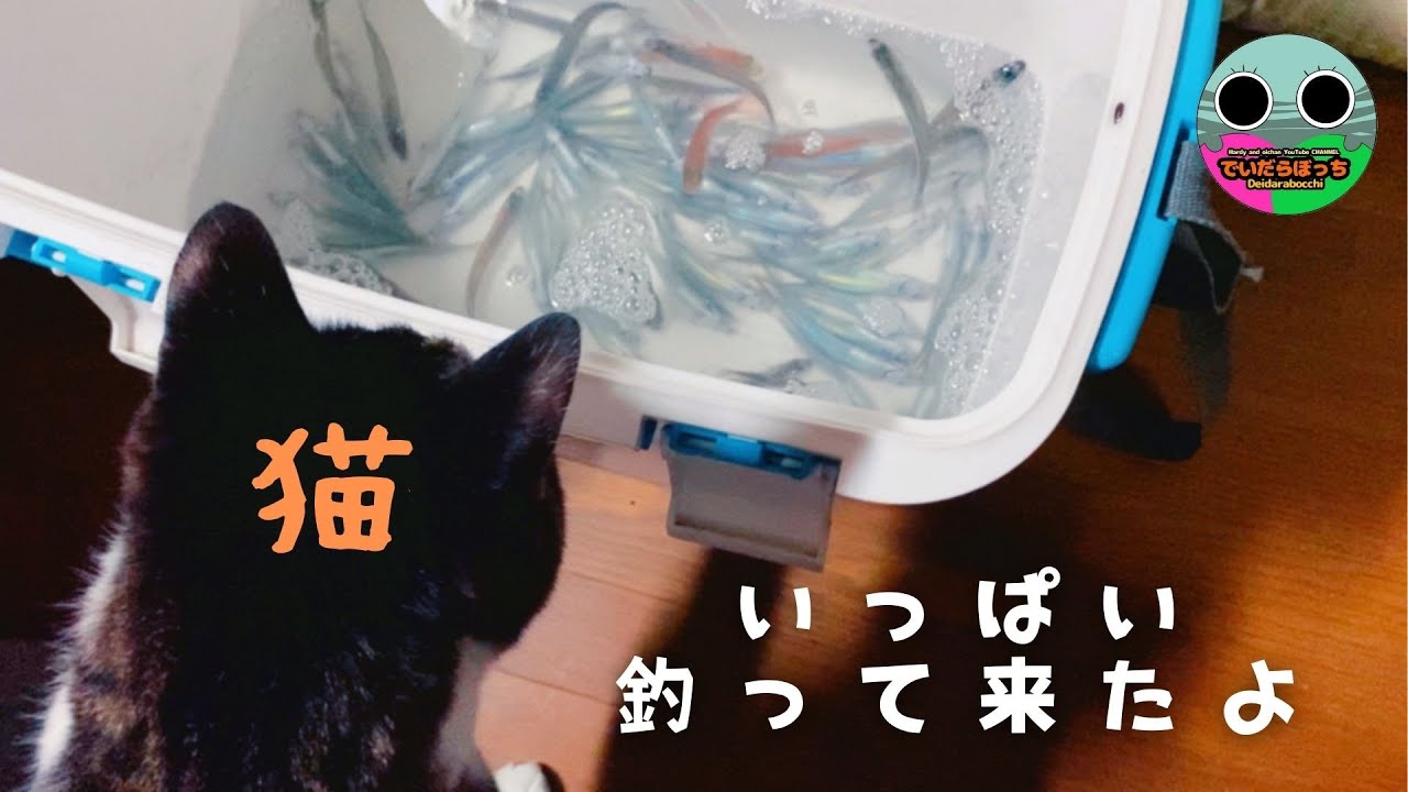 【宮崎釣り】美味な魚を爆釣‼この魚知ってる？【料理もするよ】
