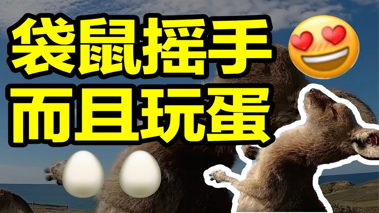 人類迷惑行為：為什麼全世界都在學袋鼠搖花手？【馬探長的怪奇基地】