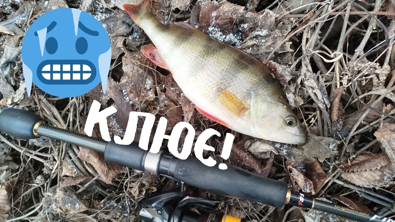 ВІН КЛЮЄ В ГРУДНІ! 😱 Ловля окуня на спінінг на річці Сіверський Донець