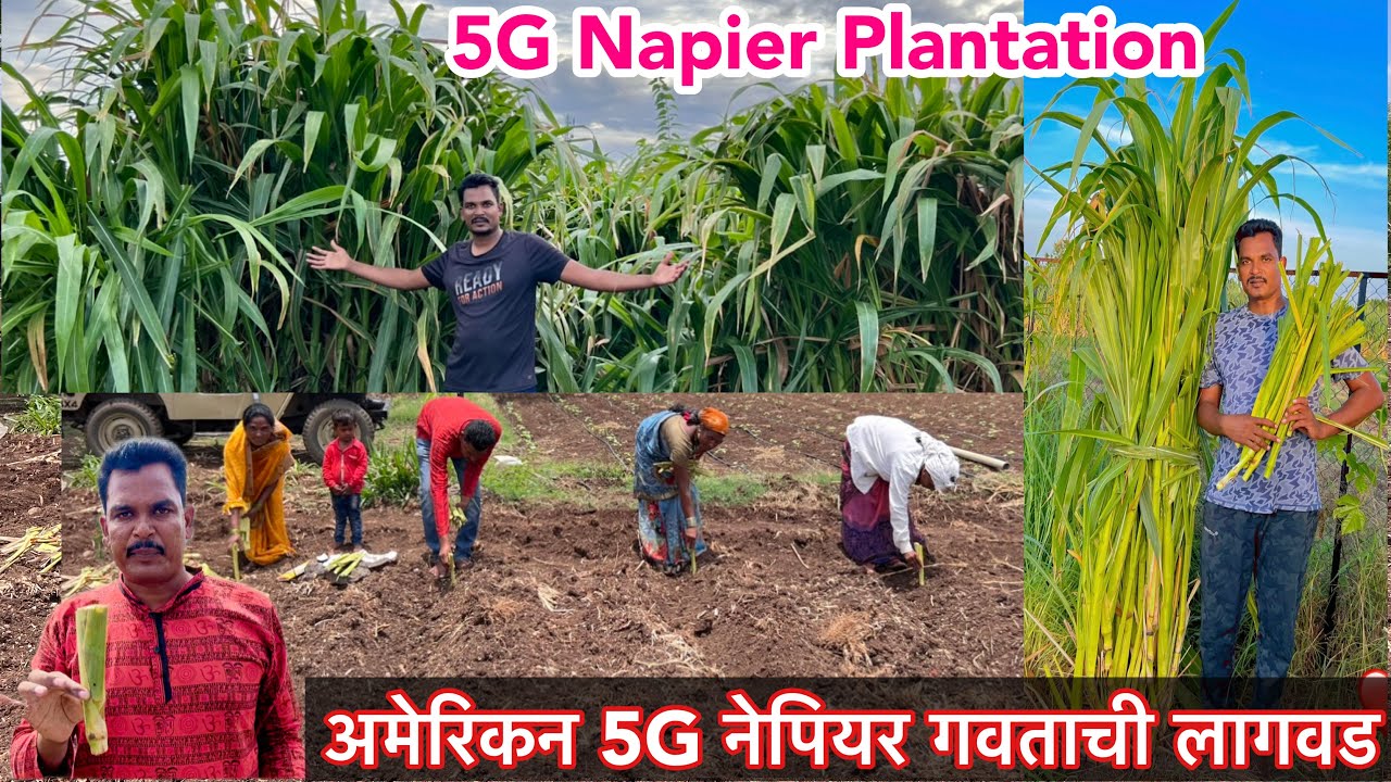 #अमेरिकन5जी नेपियर गवताची लागवड  संपूर्ण माहिती व मार्गदर्शन #American5G  grass planting complete
