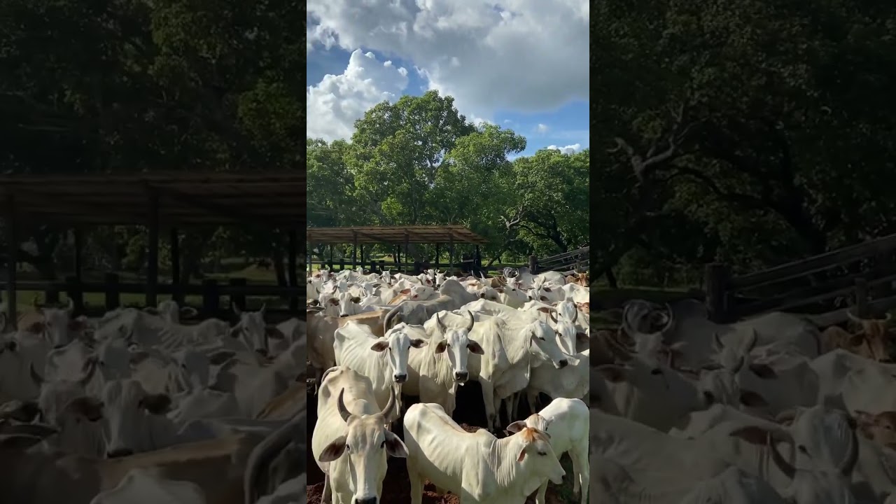 Gado Nelore preso no curral - Estado do Tocantins. #gadonelore #tocantins