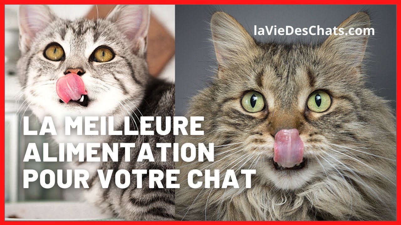 Quelle est la meilleure alimentation pour chat ?