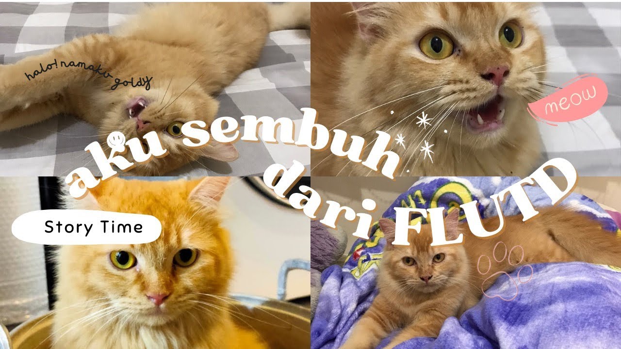 Pengalaman merawat kucing FLUTD sampai sembuh | story time