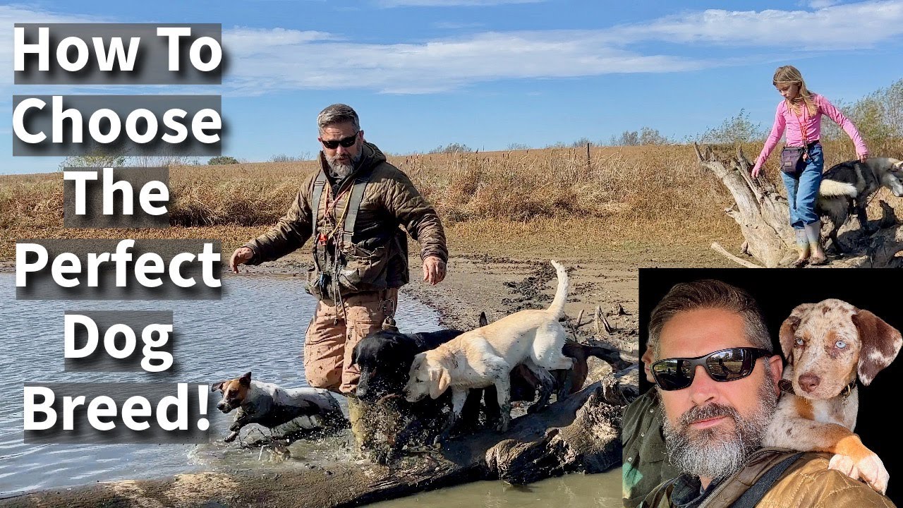 How To Choose The Perfect Dog Breed | In Depth Conversation & Comparison