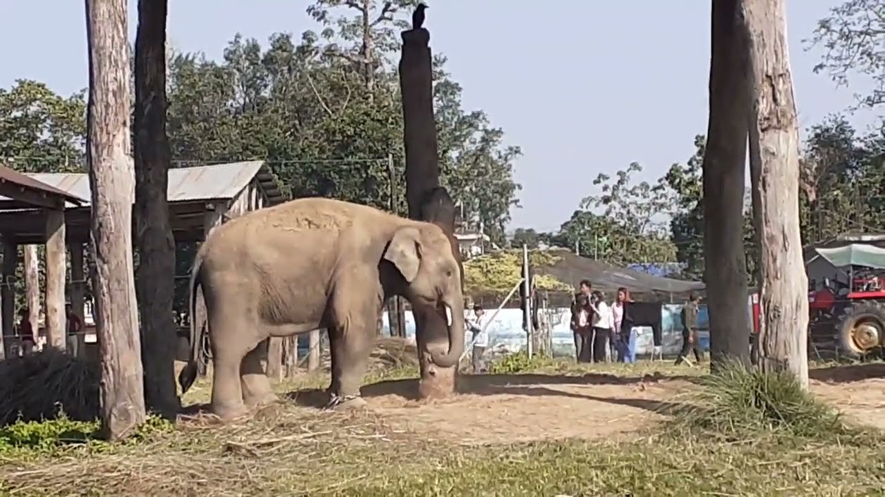 Elephants like to shake food well before eating 