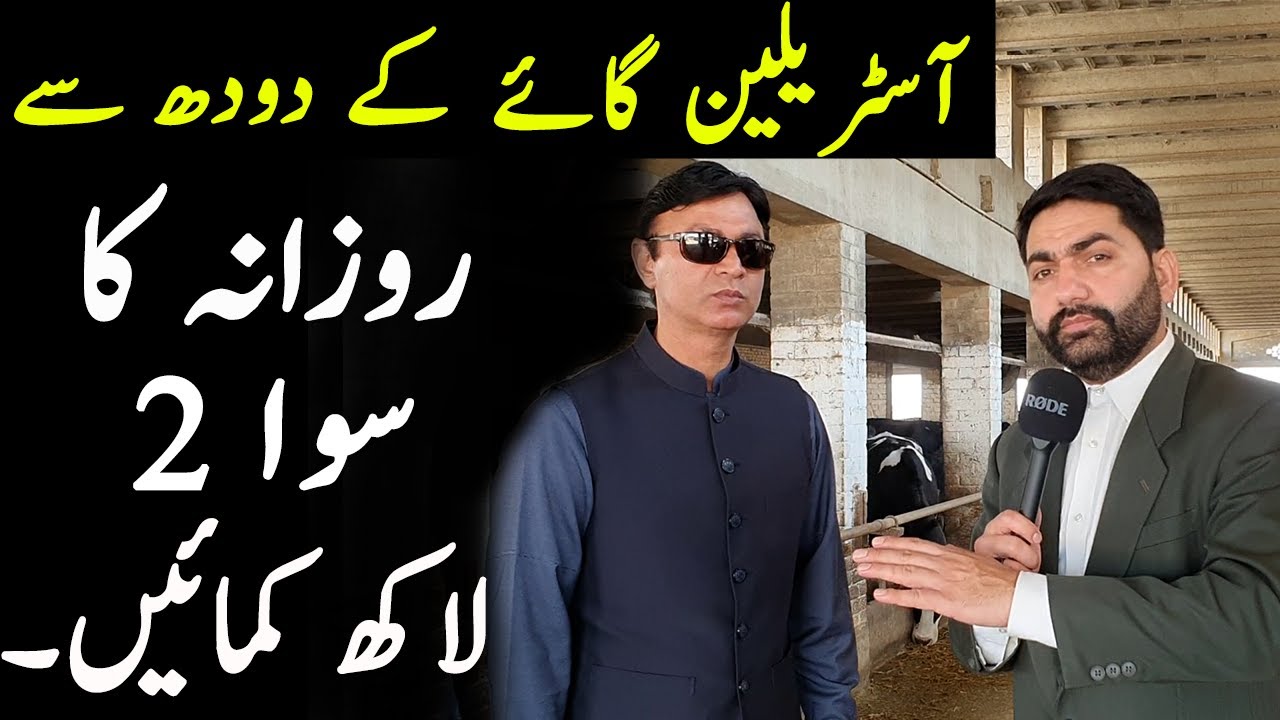 Make 2.25 lakh per day with Dairy farm | Pakistan First Modern Dairy Farm | Mega Success Pakistan
