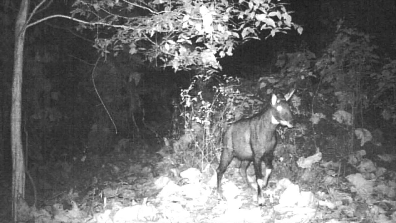 Wild Sumatran Serow Capricornis sumatraensis - Wildlife Thailand