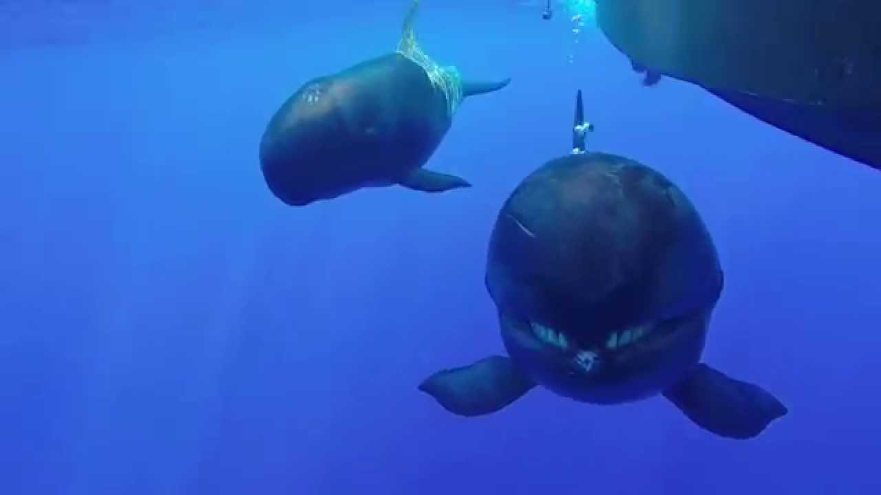 Extreme close up HAWAIIAN FALSE KILLER WHALES smiling Oahu, Hawaii 2015