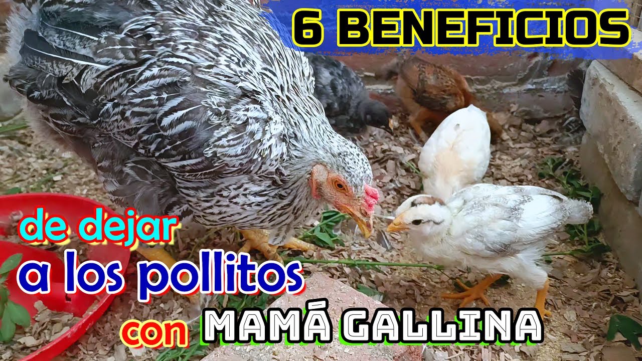 ▶ 6 Razones para dejar a LOS POLLITOS 🐥🐤 con su MAM&Aacute; 🐔👍💪