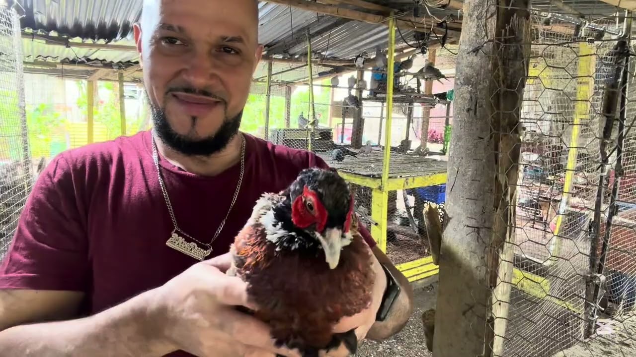 Ratas comiéndome los patitos 🐥 🤦 y vitaminando las crías 🐓 🐣 