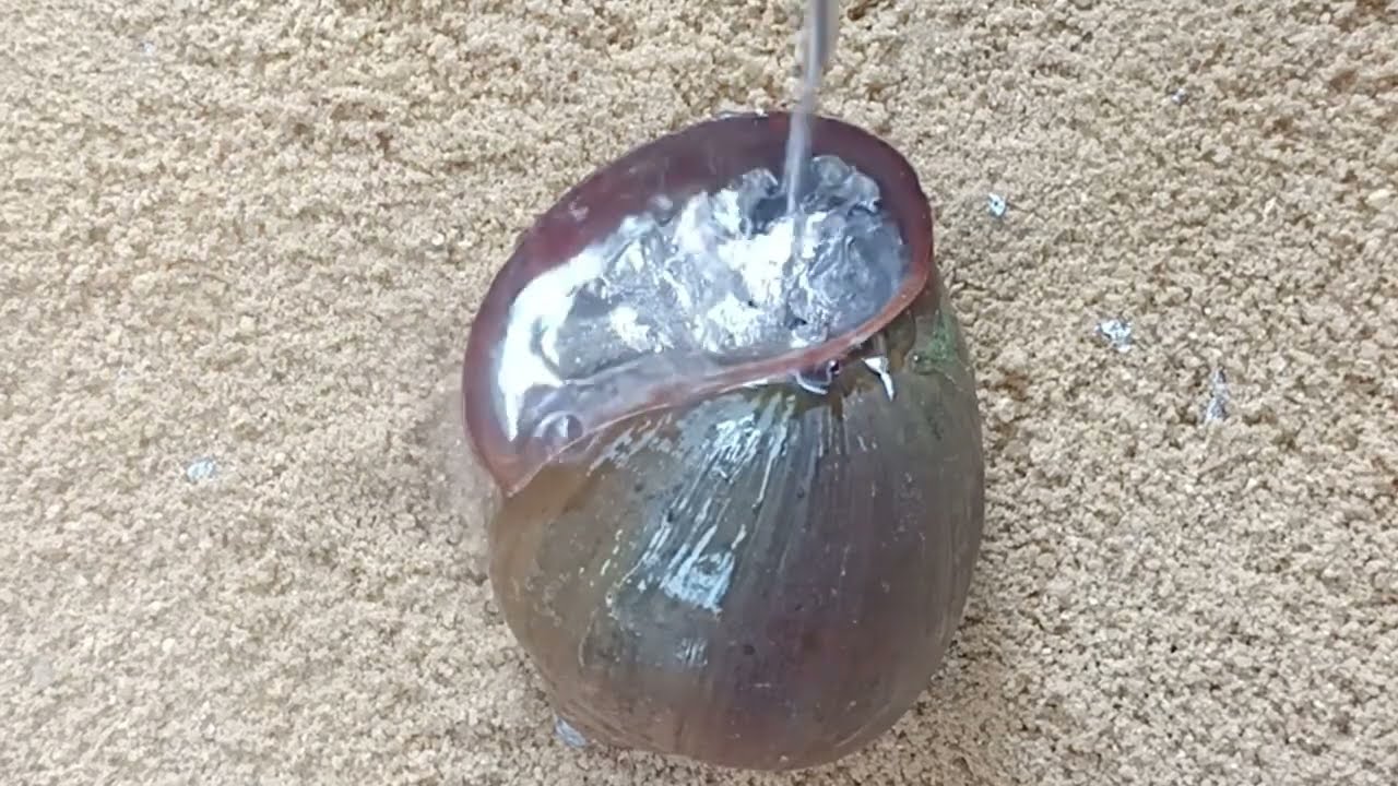 Amazing Unique Pouring Aluminum Shell out of Scrap to Make Art #viralvideo #reels #art #restoration