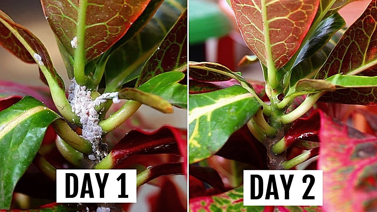 5 SIMPLEST Ways To GET Rid of Mealybugs In MINUTES!