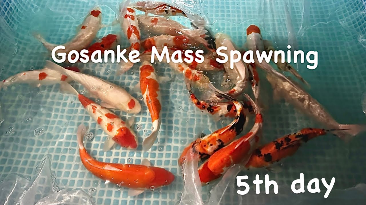 Japanese Import Gosanke Koi Mass Spawning part 5of5 #gosanke #koispawning #koibreeding #bigdvsfish