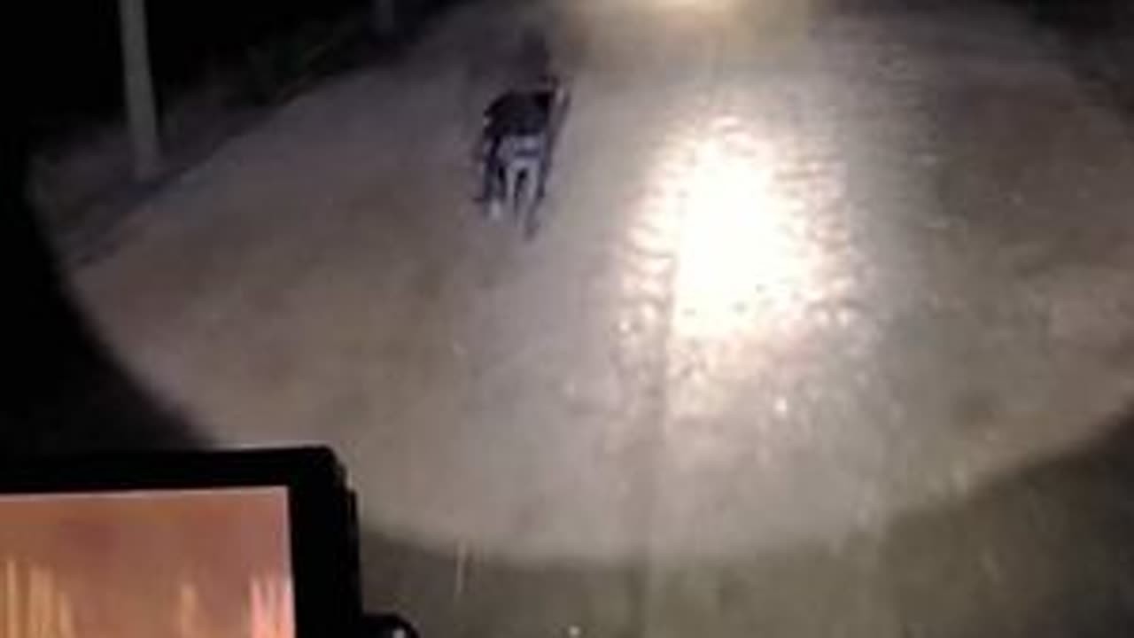 #国外合法狩猎 #仅供欣赏 #禁止模仿