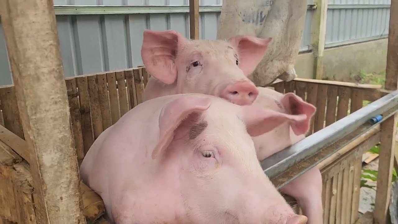 Farm update February 3 2026