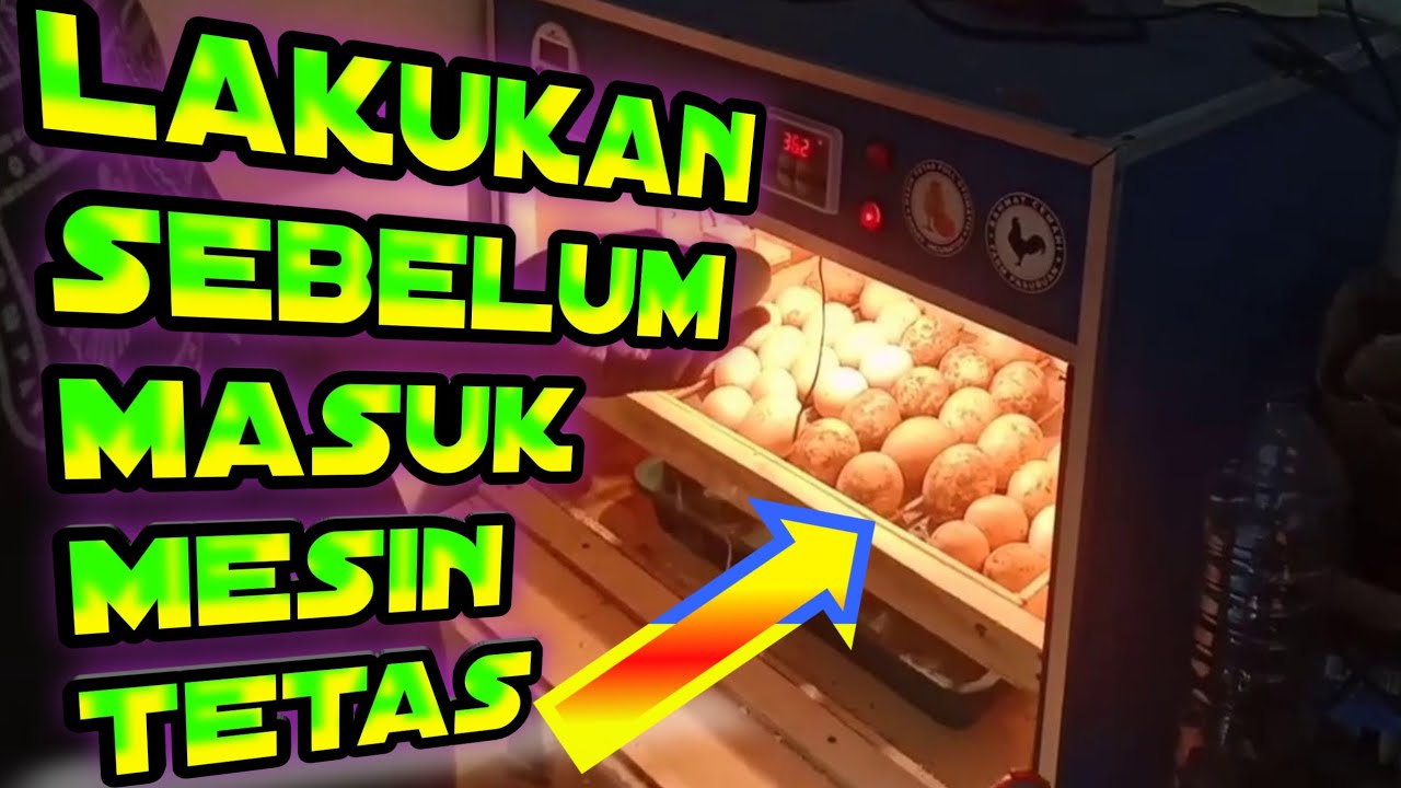 KUNCI SUKSES CARA MENETASKAN TELUR AYAM  PAKAI MESIN TETAS FULL OTOMATIS SMARTINCUBATOR (PART 01)