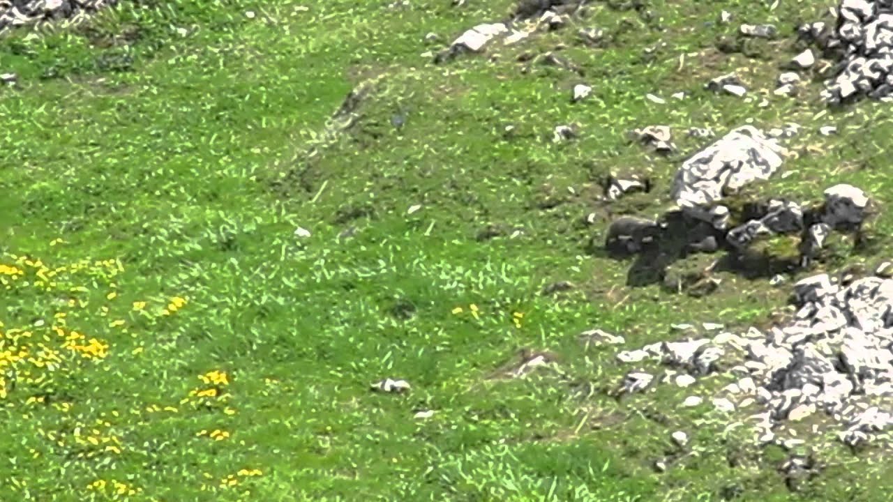Schwarzsee Hohmattli.WMV