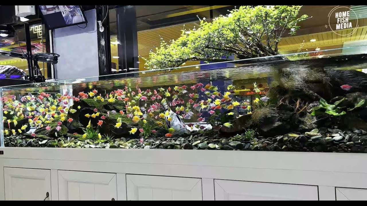 Stunning Underwater World: Explore the Beauty of a Planted Aquarium #264