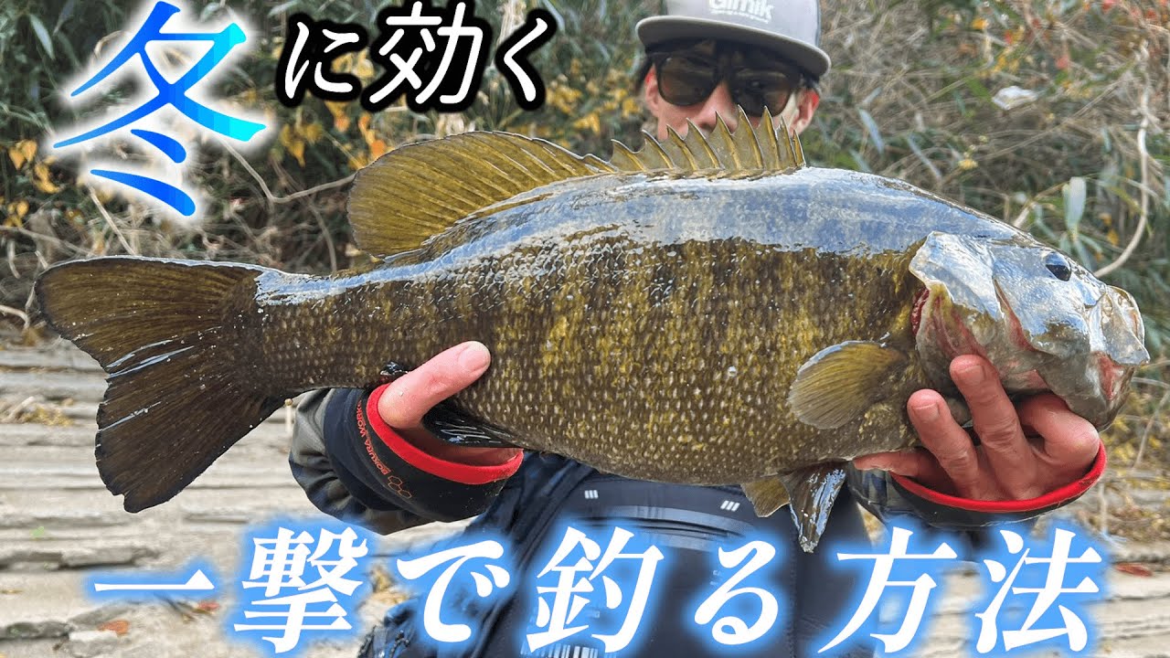 初冬に効きそうな釣りしたらやっぱり一撃。2キロオーバー。試す価値アリ【バス釣り】【初心者】【12月】【スモールマウスバス】【ストーンリグ】【クリーチャーホッグ】