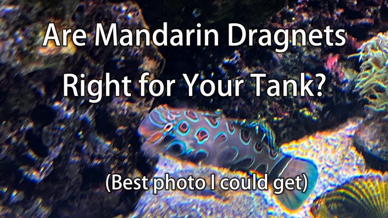 Are Mandarin Fish Right For Your Tank?
