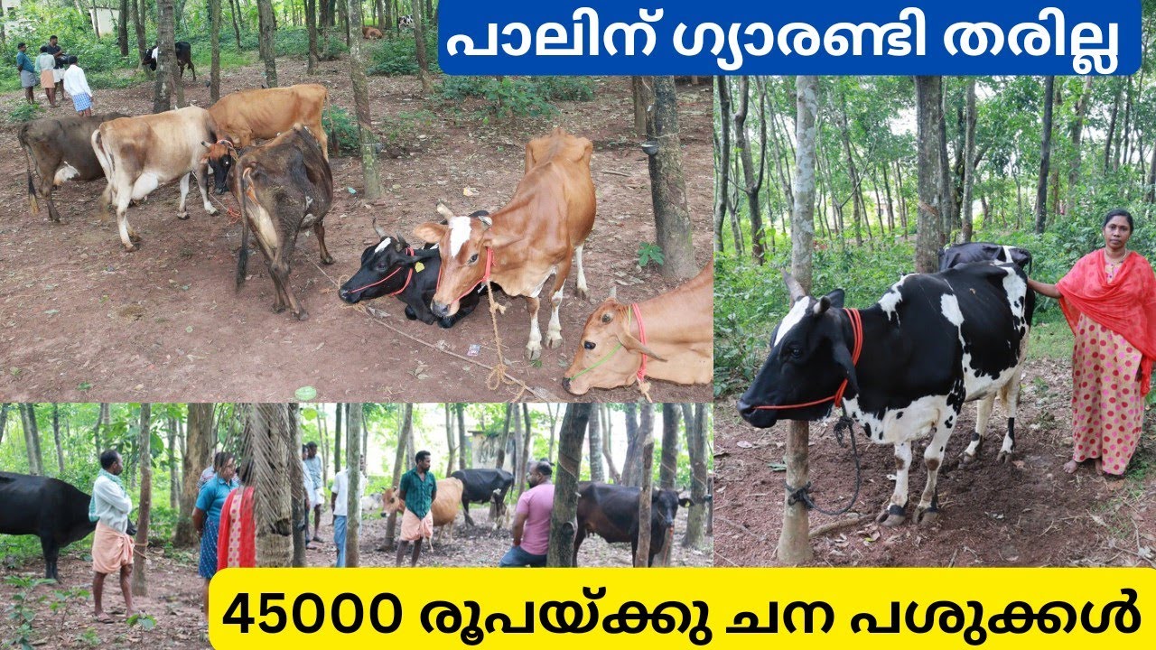 ഒരു ദിവസം 25 പശുക്കളെ വിൽക്കുന്ന വീട്ടമ്മ|Hf Jersey cow sale Kerala Tamilnadu