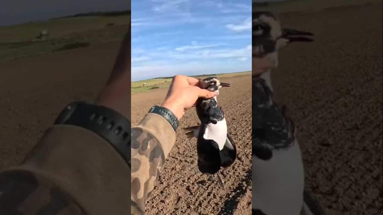 Incroyable action sur mon tout premier Vanneau ! 