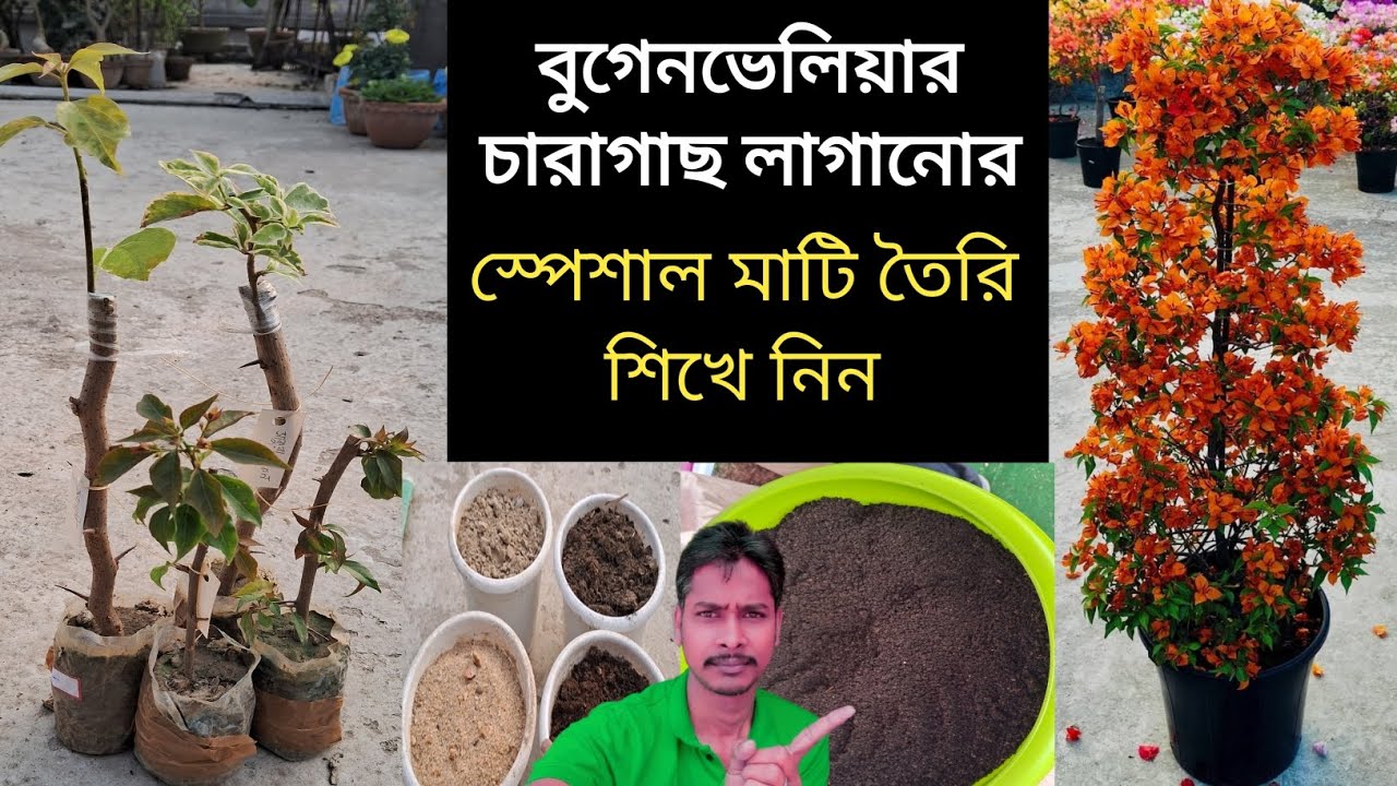 বুগেনভেলিয়ার চারাগাছ লাগানোর স্পেশাল মাটি তৈরি শিখে নিন 