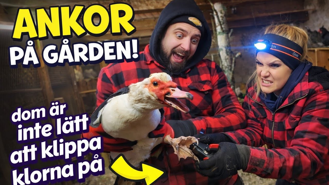 Ännu mer fjäderfän! Ankor? Ja why not. Mer höns oxå så vi måste bygga ut hönshuset 