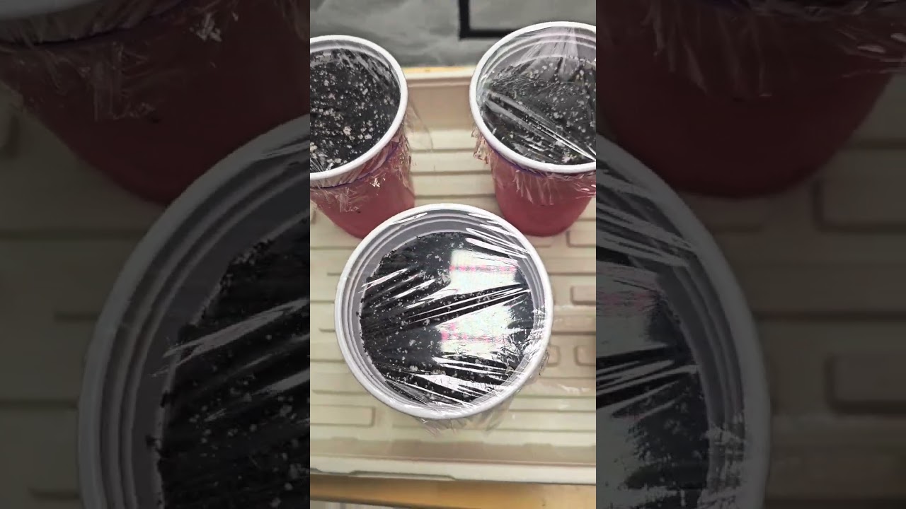 Germination of Fat Bastard by Blimburn seeds