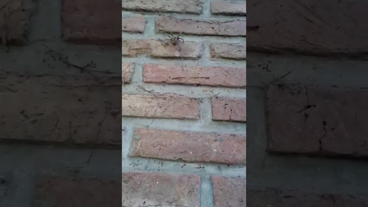 Ara&ntilde;a galponera