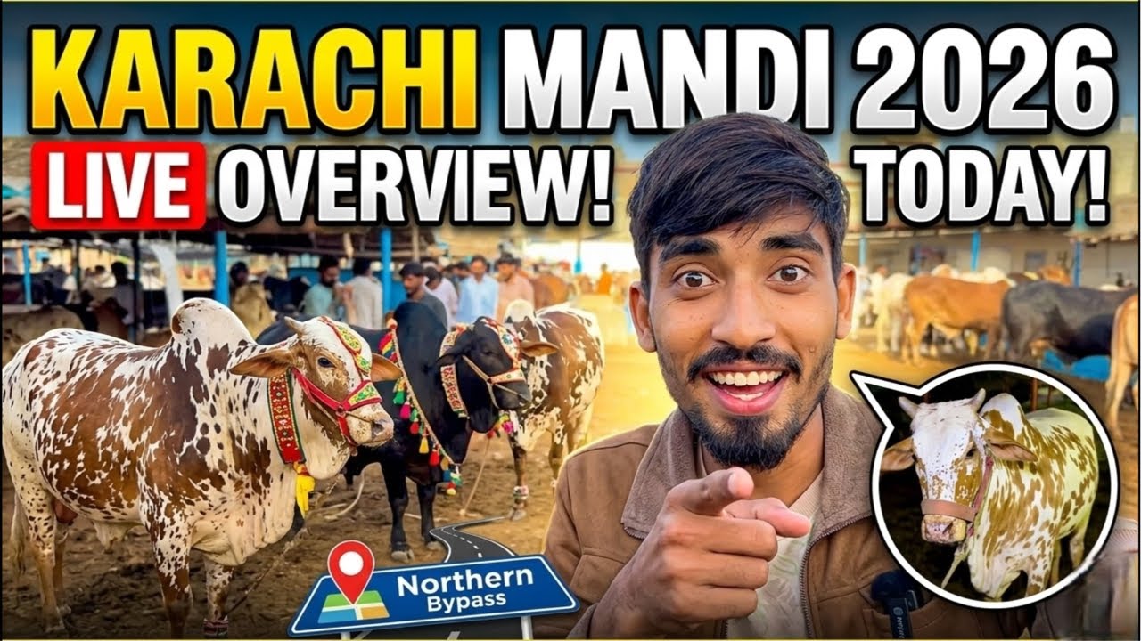 Karachi Mandi 2026 😱 | Northern Bypass Live Overview Today! 🐄🔥
