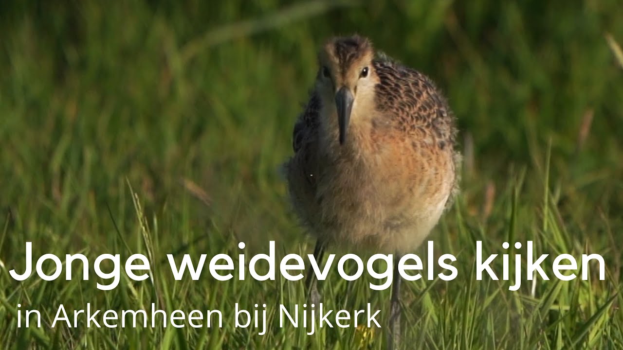 Jonge weidevogels kijken in Arkemheen bij Nijkerk 
