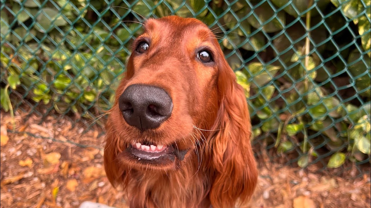 Rosie | Irish Setter 
