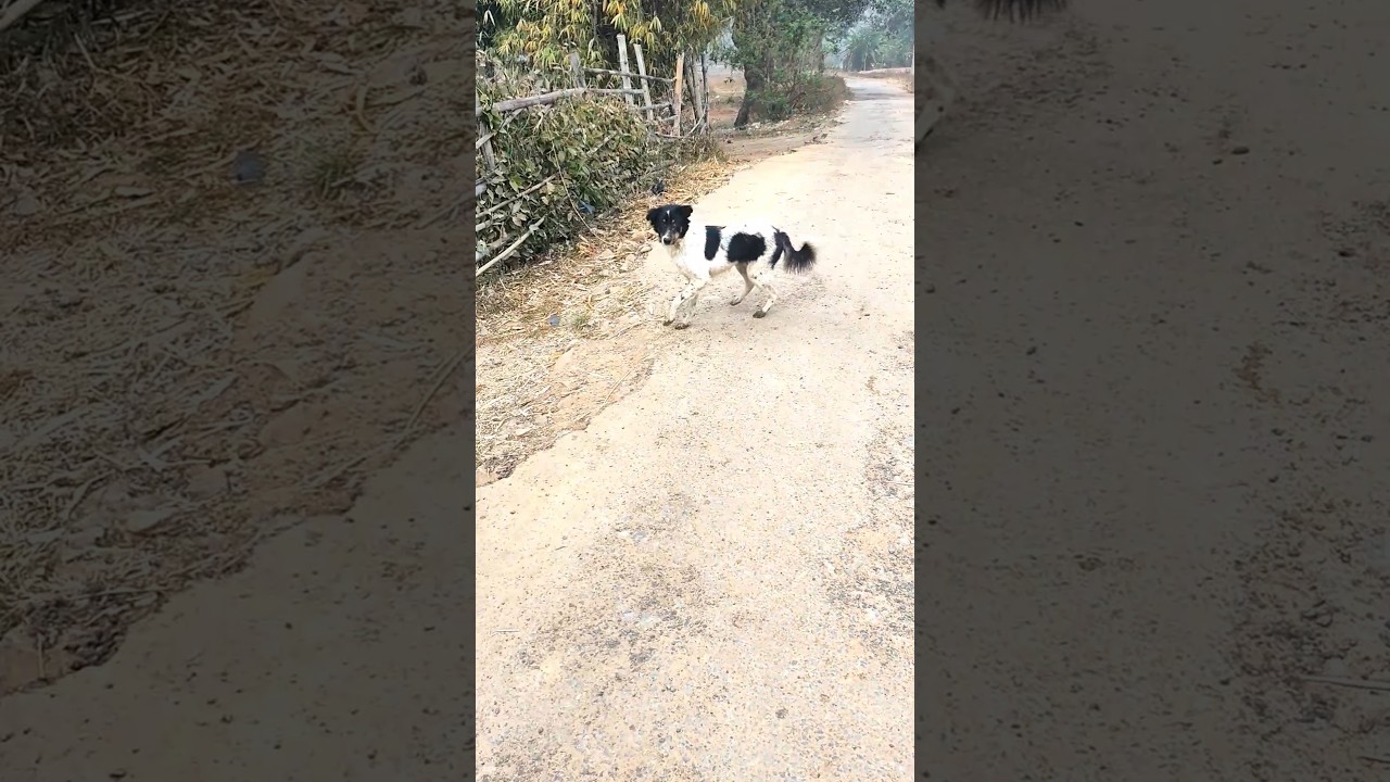 Funny Dog Sounds 🐶 | Cute Puppy Barking 