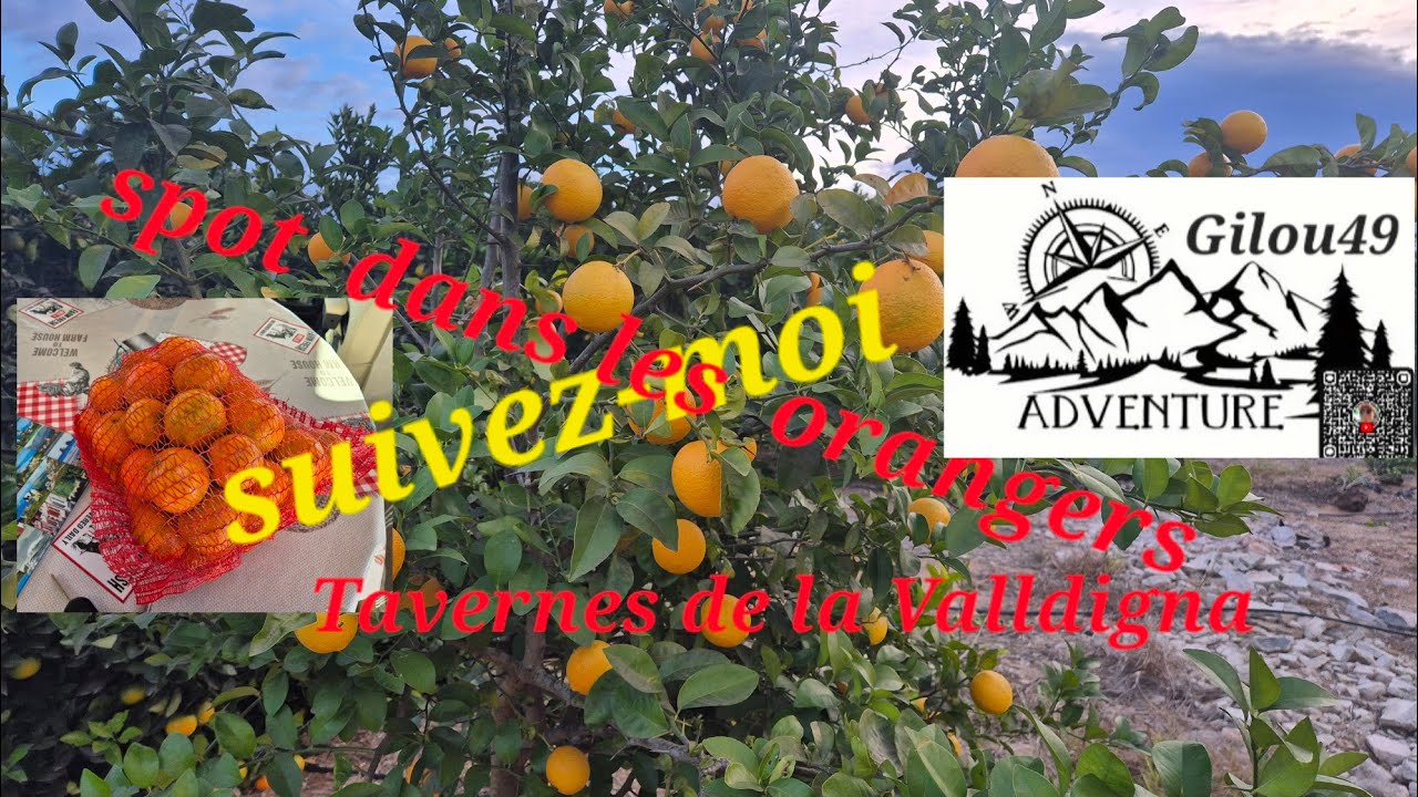 Un spot  dans  les orangers#Espagne#.,spot nature 
