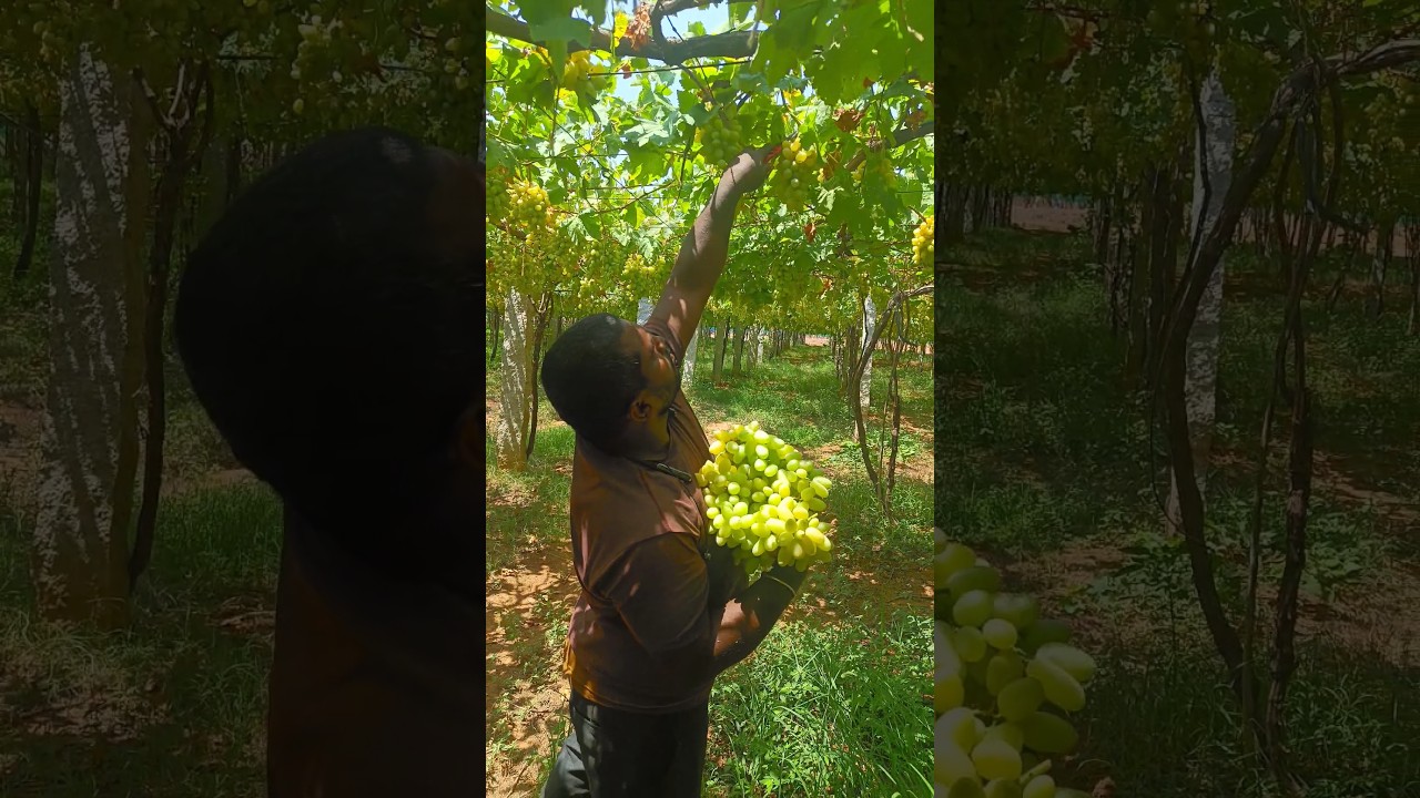 Grean Grapes Harvesting #grape #grapegarden #farming #harvesting #fruit
