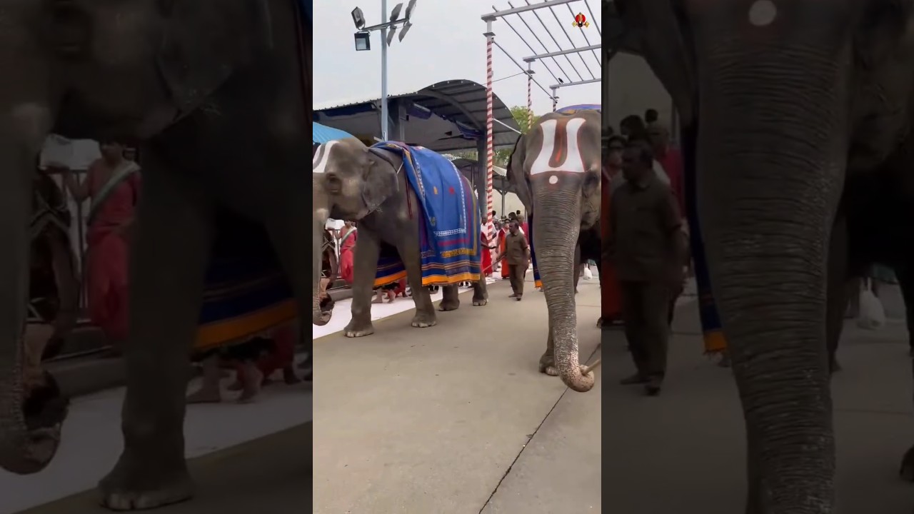 Tirupati Balaji Devasthanam | Tirumala Tirupati | #tirumala #tirupati #tirupatibalaji #ytshorts #yt
