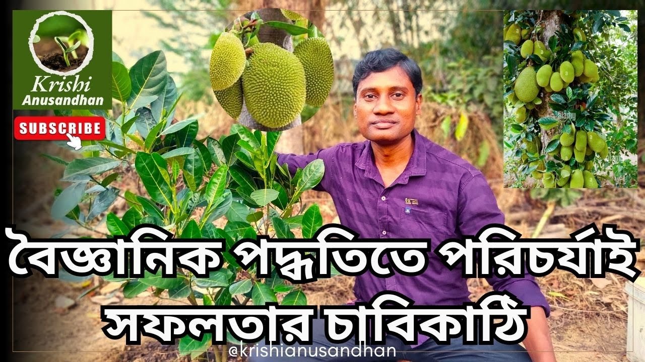 বৈজ্ঞানিক পদ্ধতিতে এঁচোড় গাছের পরিচর্যাই সফলতার আসল চাবিকাঠি || #pinkkathal#vietnamalltimejackfruit