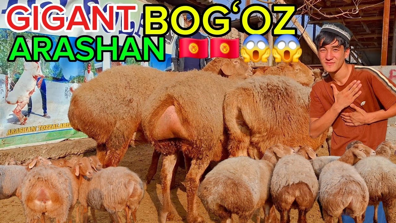 DOPPILI BOLA QAYTDI GIGANT BOGʻOZLAR ARASHAN ARZON QOYVORDI😱🇰🇬