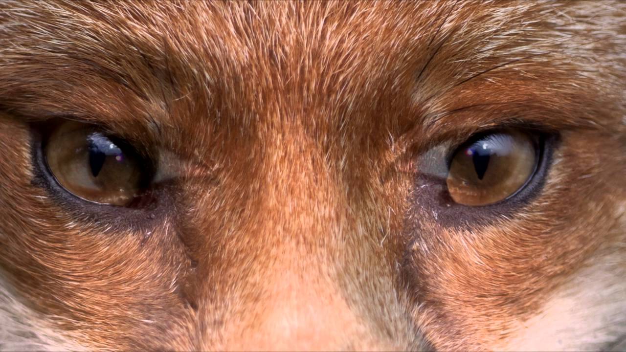 Transformation Into Fox! Subliminal Frequency Hypnosis Binaural Beats