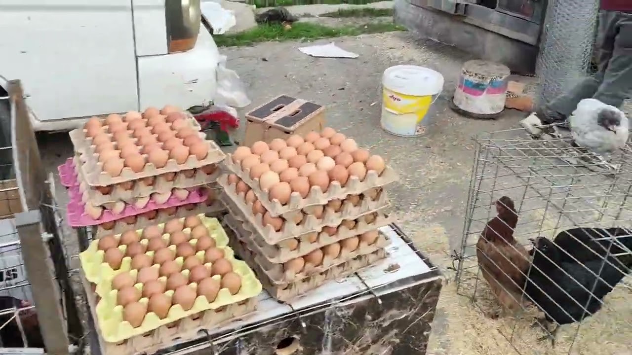 Tuzla Aydınlı Canlı Hayvan Pazarı